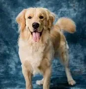 미국에서 강아지 병원 비용이