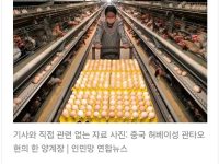 달걀 수입, 중국산 조심