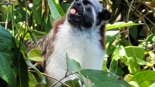 파나마 Gatun Lake Monkeys 추가 사진
