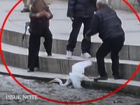 관광객 청계천에서 백로잡고 사진촬영
