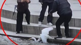 관광객 청계천에서 백로잡고 사진촬영